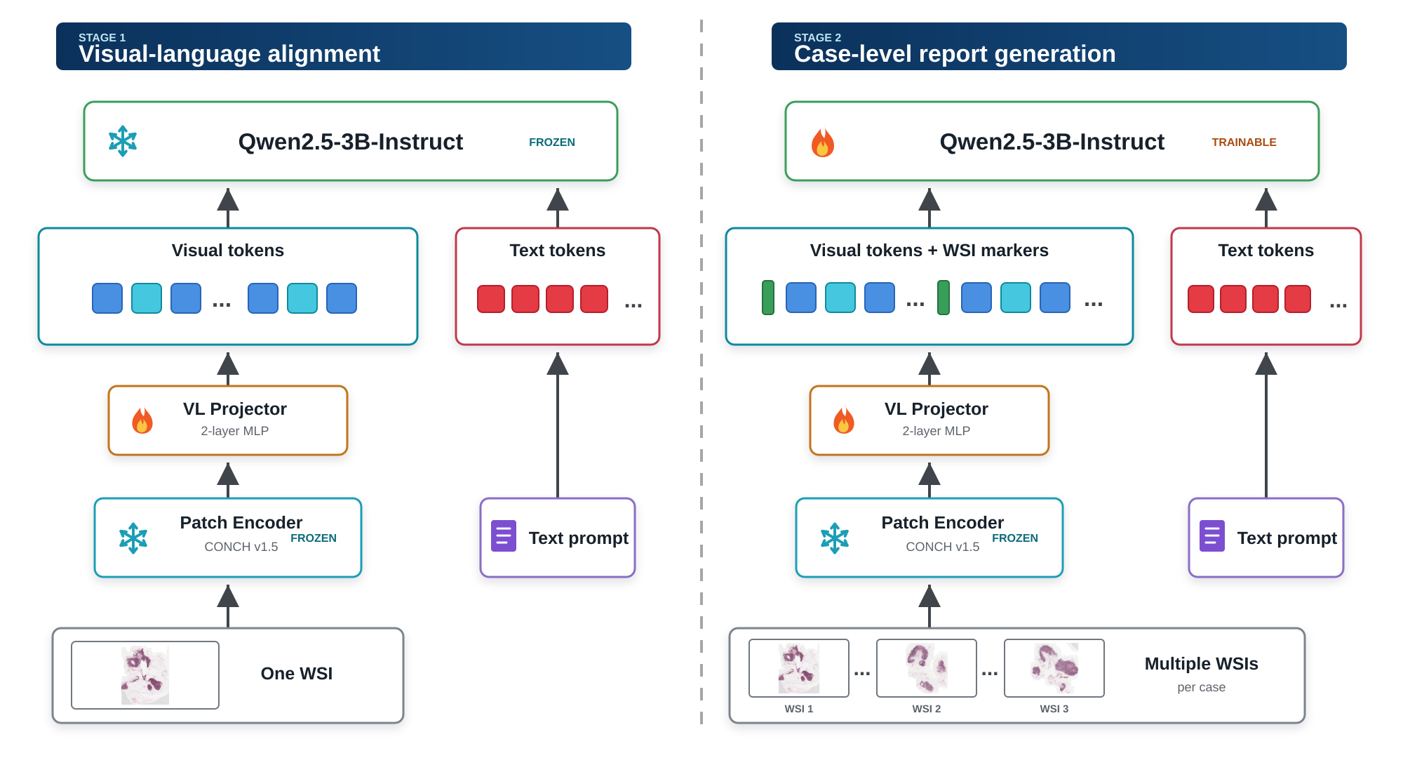 PathoSynVLM architecture