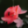 sample_generation_fp16.png