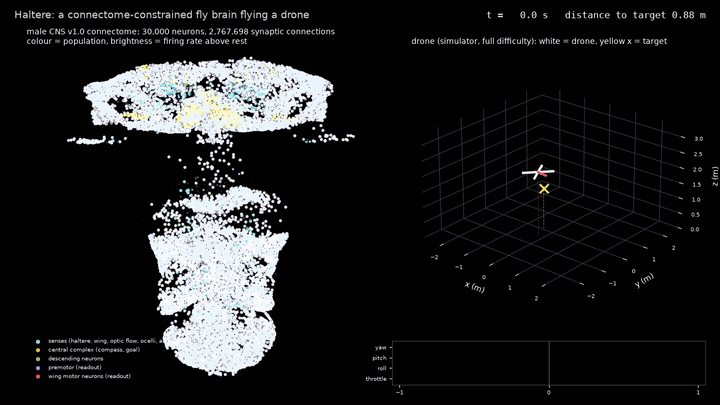 flight.gif