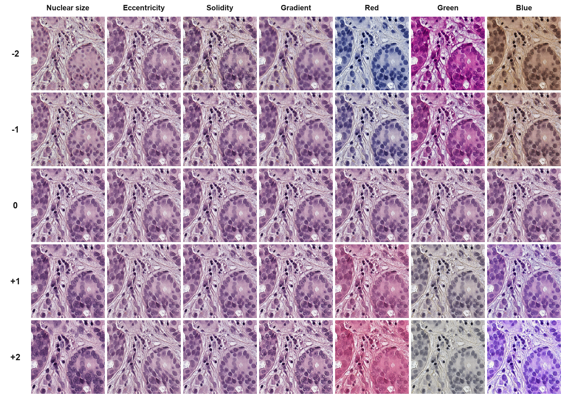 Five-level sweeps of nuclear size, eccentricity, solidity, gradient, and RGB appearance