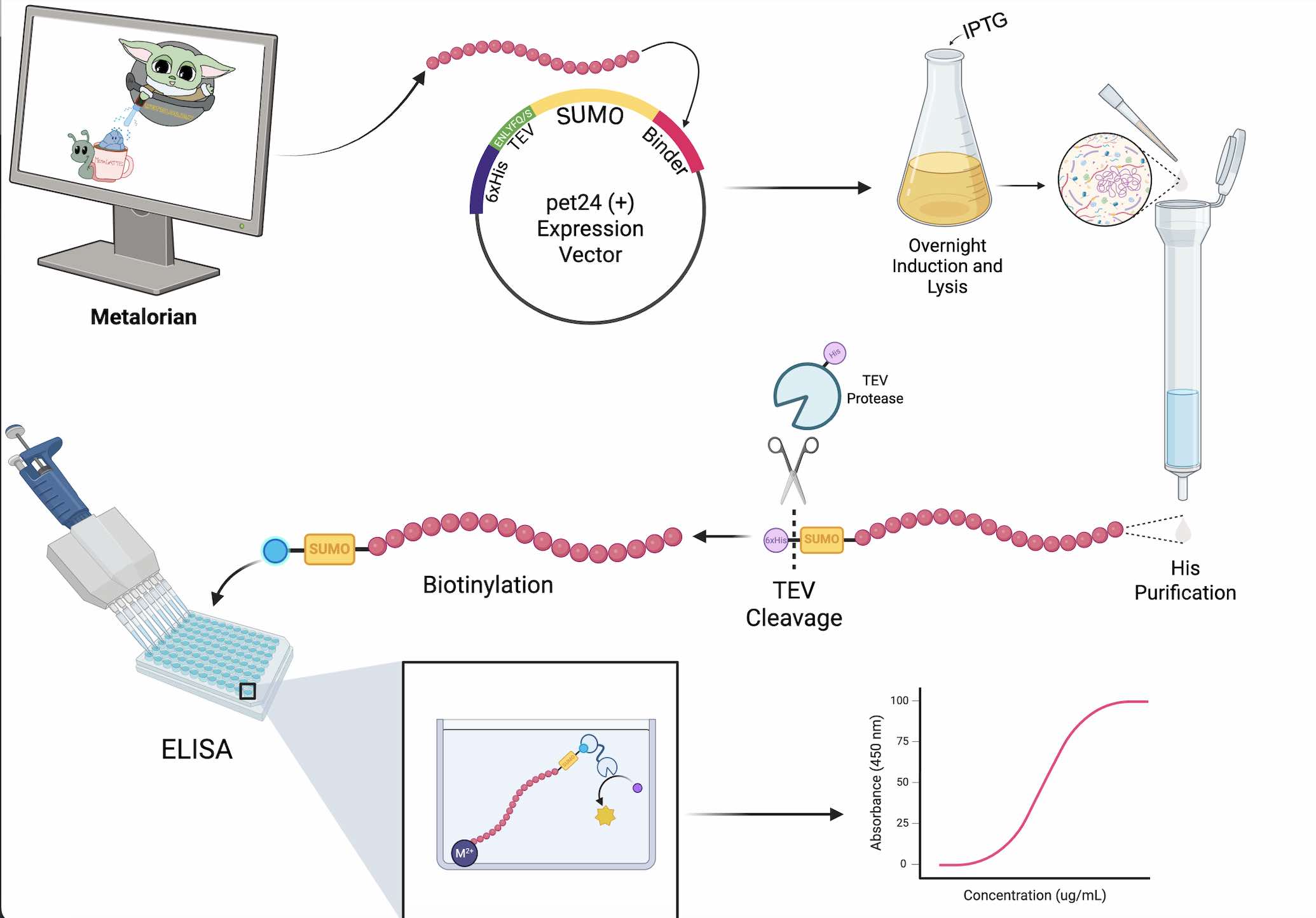 in vitro workflow