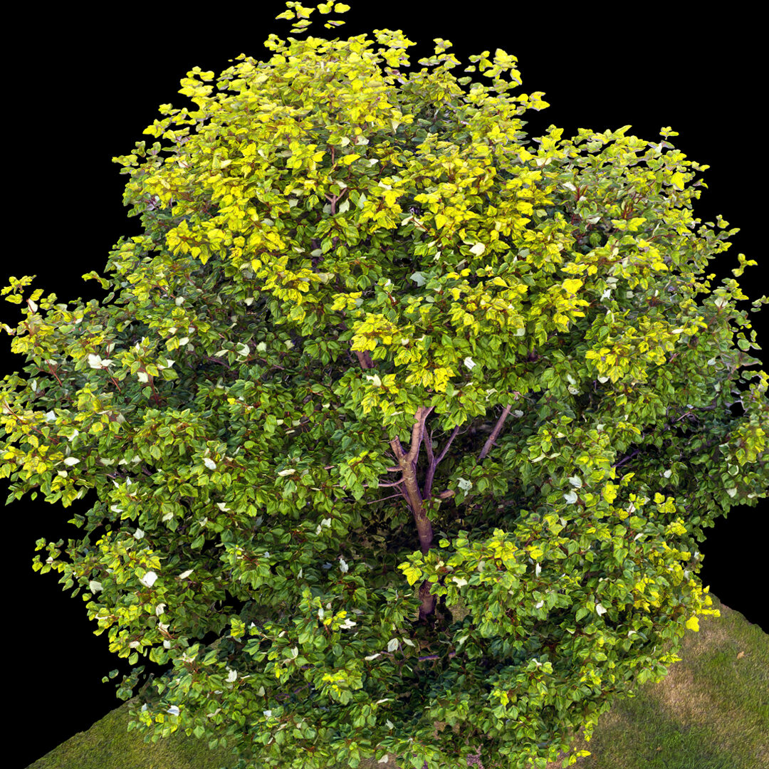 Tree reconstruction