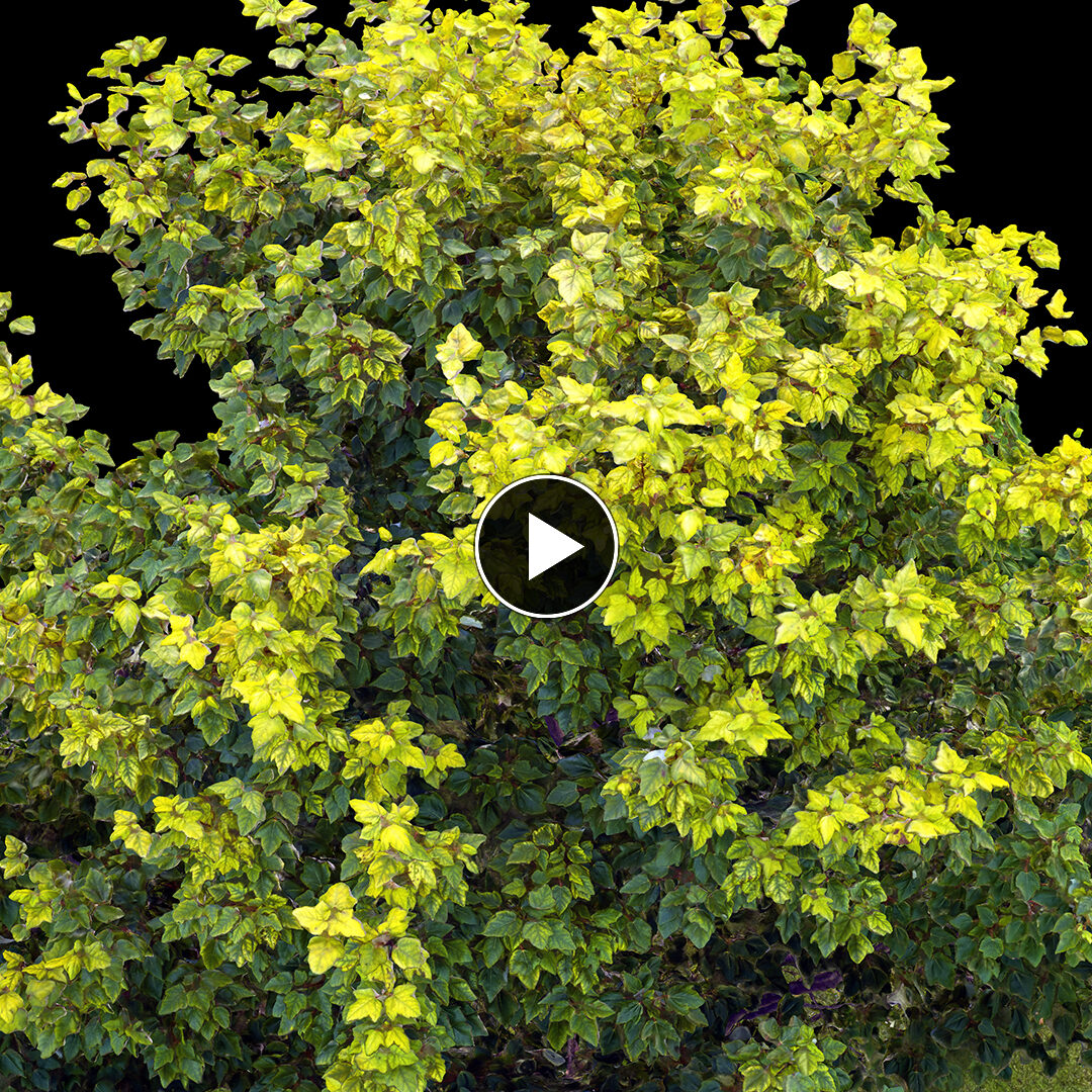 Tree reconstruction