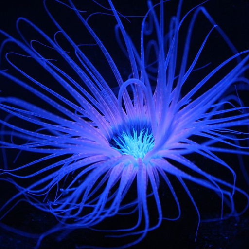 flora_019.png