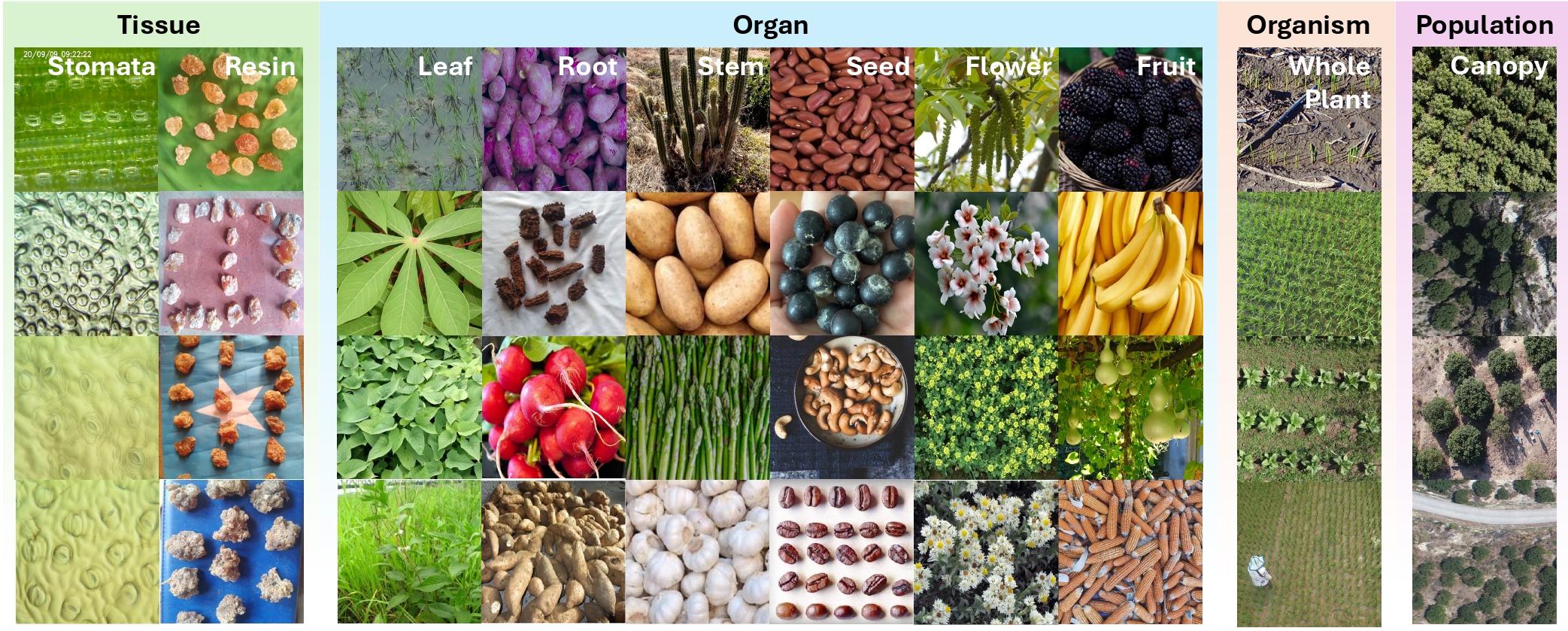 Sample images from the TPC-268 dataset