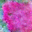 generated_image_103.png