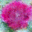 generated_image_138.png