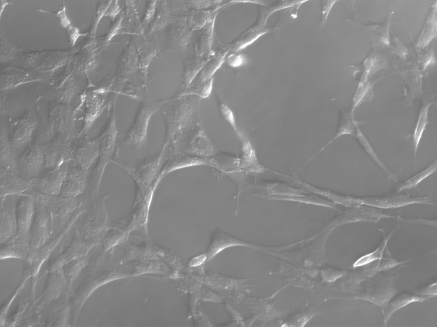 NIH-3T3_example_7.png