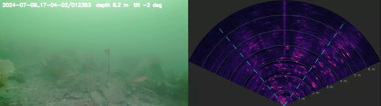 15 s of SOVIS: camera (left) and the synchronized sonar fan (right), with a labelled fish