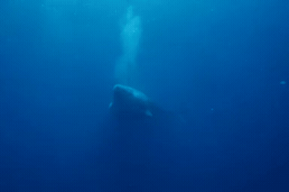 A humpback whale glides through a shaft of sunlight