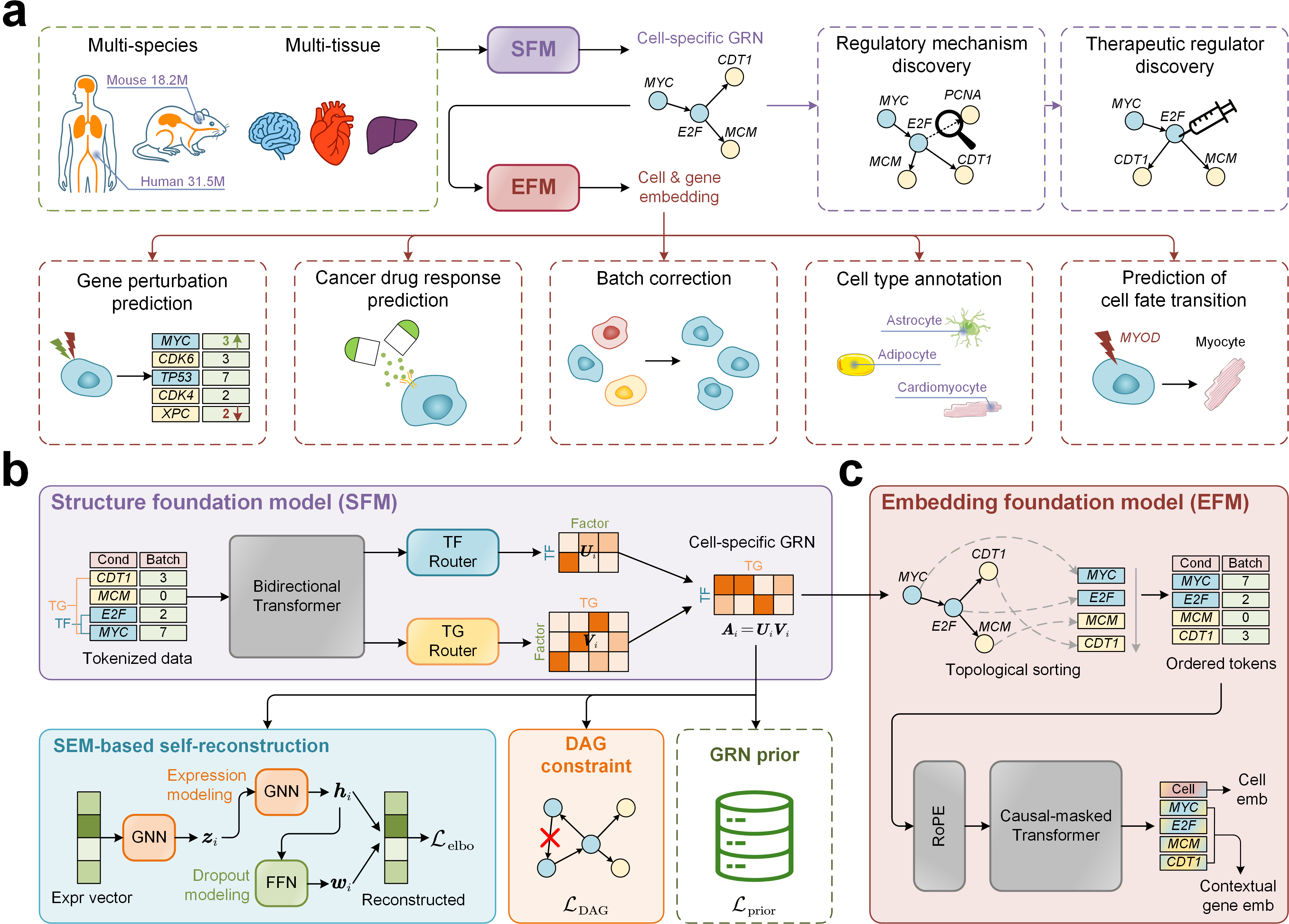 Overview of the scCAFM framework