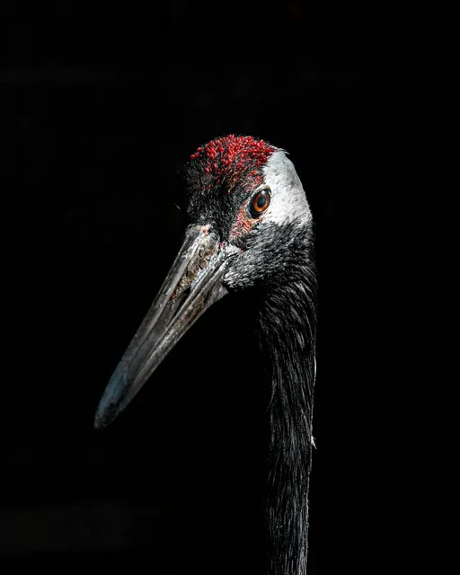 bird.webp