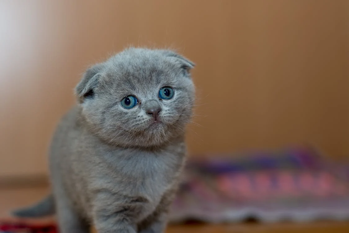 cat.png