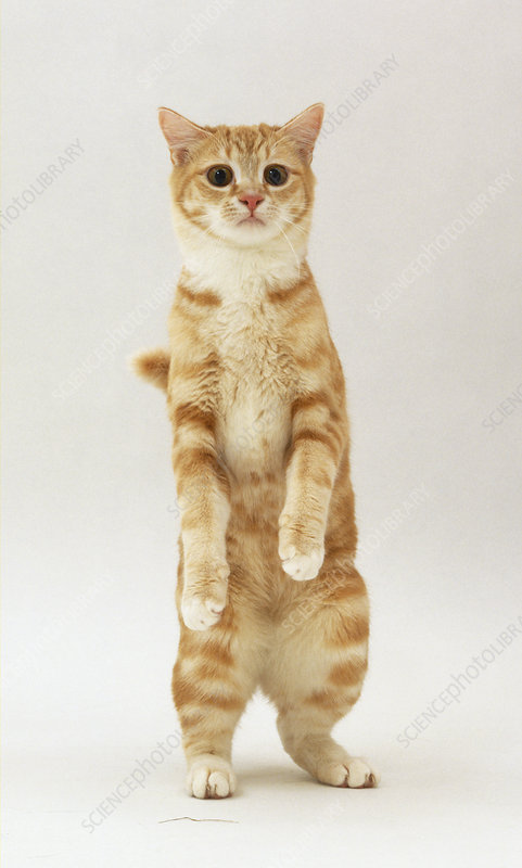 cat.png