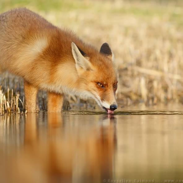 fox_drinking_og.png
