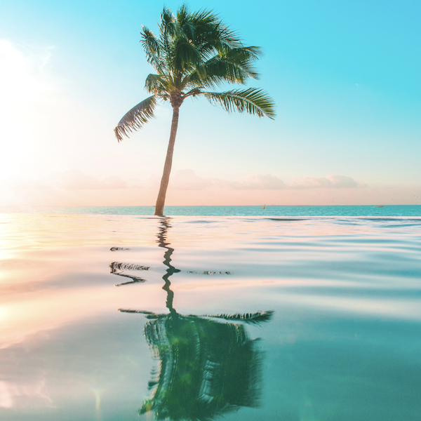 palm_tree_og.png