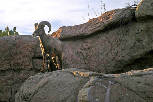 n02412080_12159.png