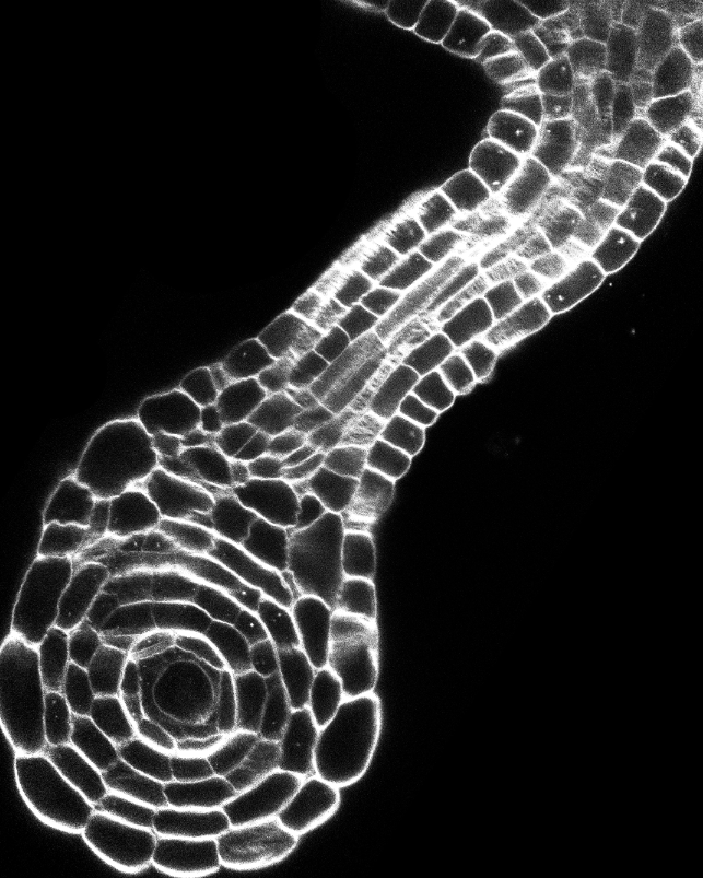 N_435_final_crop_ds2_YX_009.png