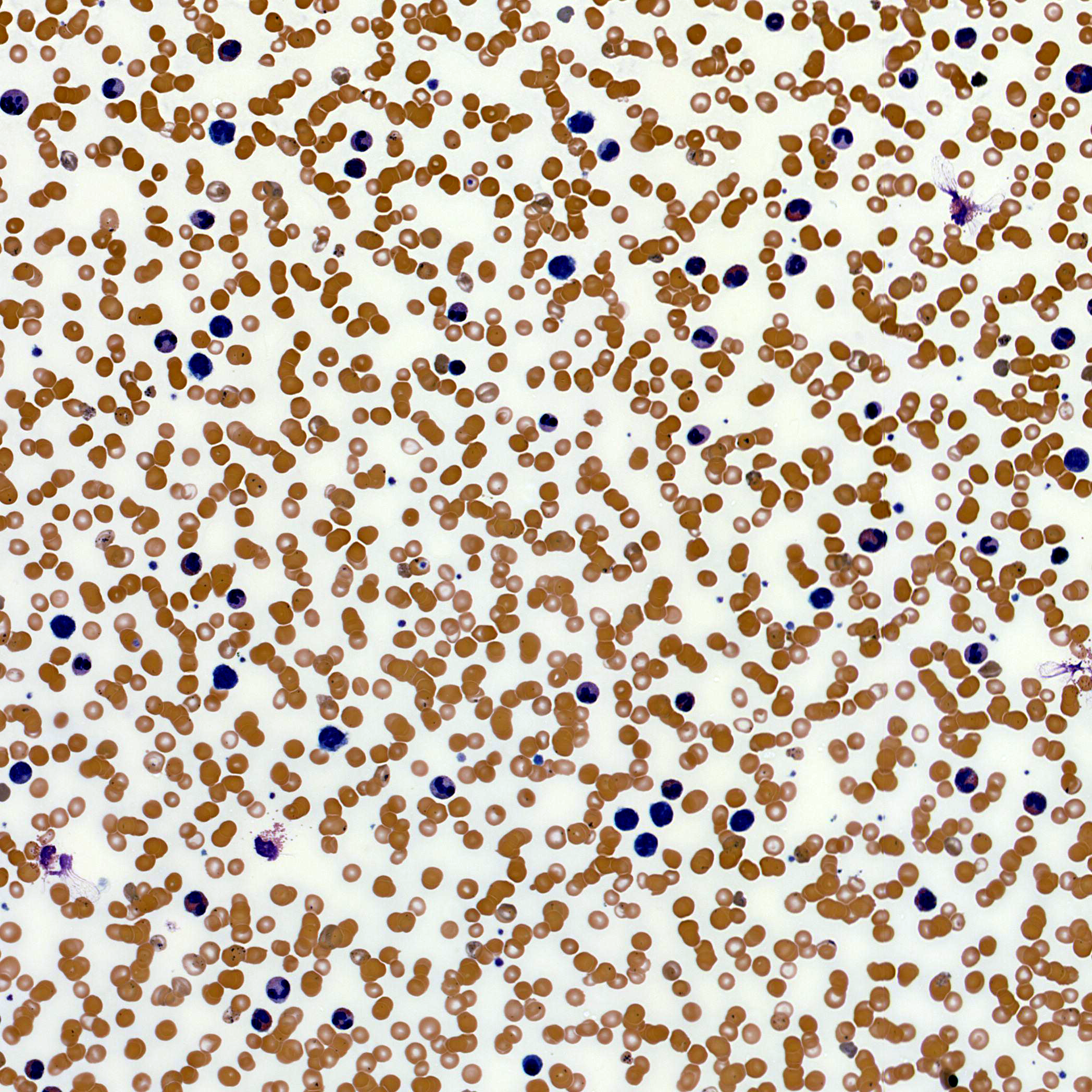 cell_00161.png