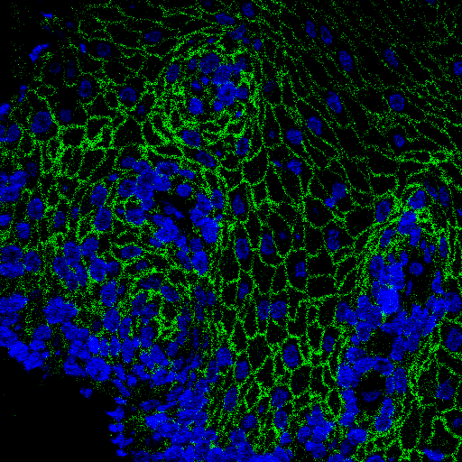 cell_00841.png