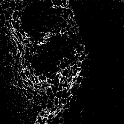 cell_00861.png