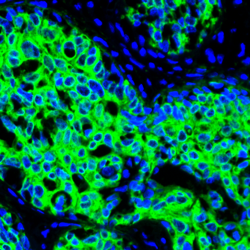 cell_00941.png