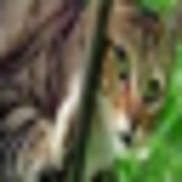 cat (1).png